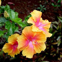 Yellow Pink Hibiscus Flower seeds for Planting Easy to Grow Heirloom & GMO Free Seeds for Home Garden