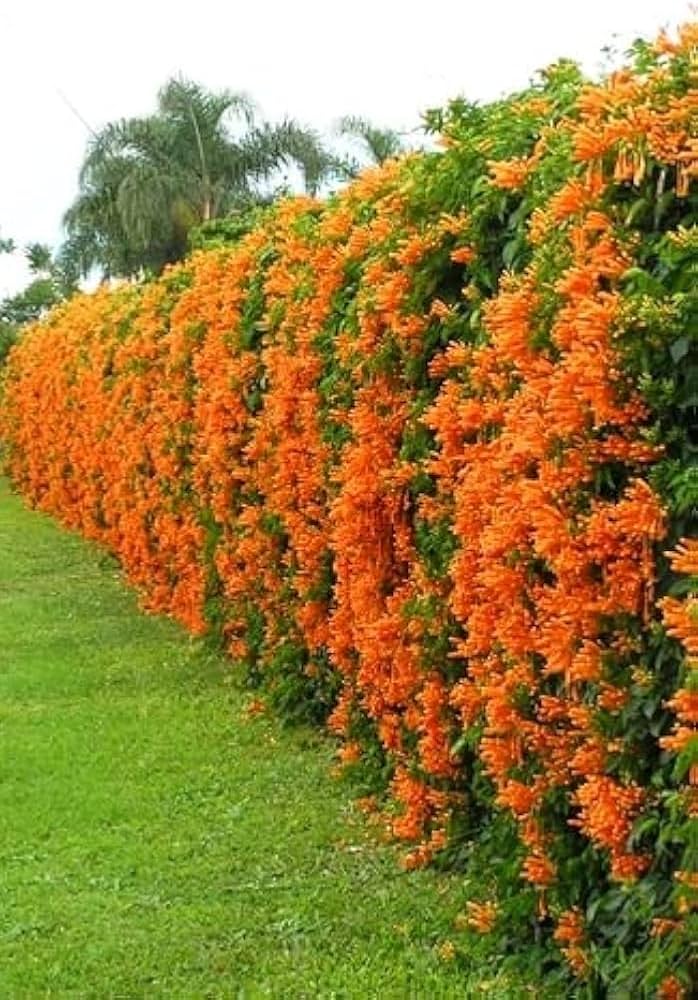 Orange Clematis Flower seeds for Planting Colorful Display Heirloom & GMO Free Seeds for Home Garden 
 
 Sale