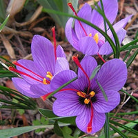 Deep Purple Crocus Flower seeds for Planting Easy to Grow Heirloom & GMO Free Seeds for Home Garden