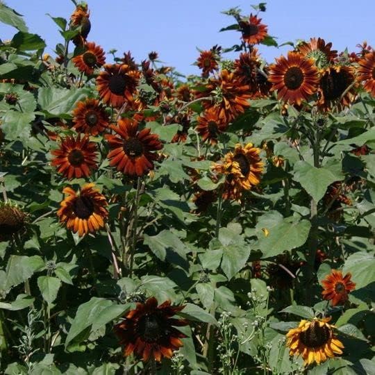 Bonsai Fortune Sunflower Seeds, Red Sun Fortune Bloom for Garden