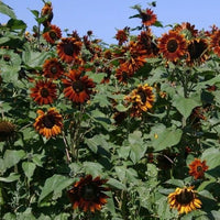 Bonsai Fortune Sunflower Seeds, Red Sun Fortune Bloom for Garden