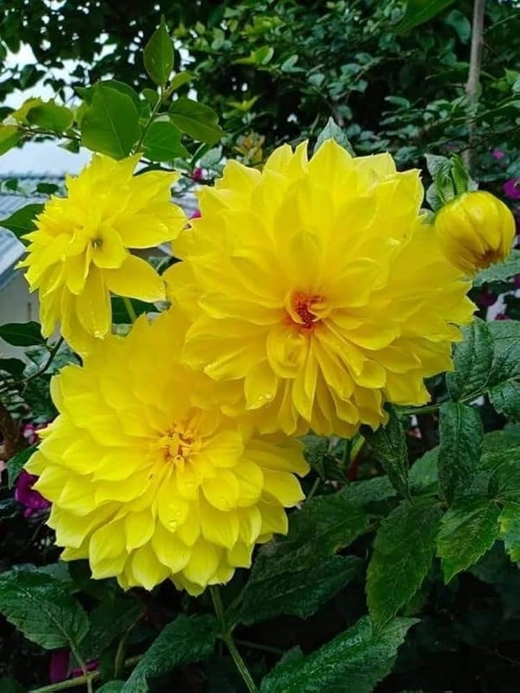 Light Yellow Dahlia Flower Seeds for Planting Long Bloom Season Heirloom & GMO Free Seeds for Home Garden
 
 Sale