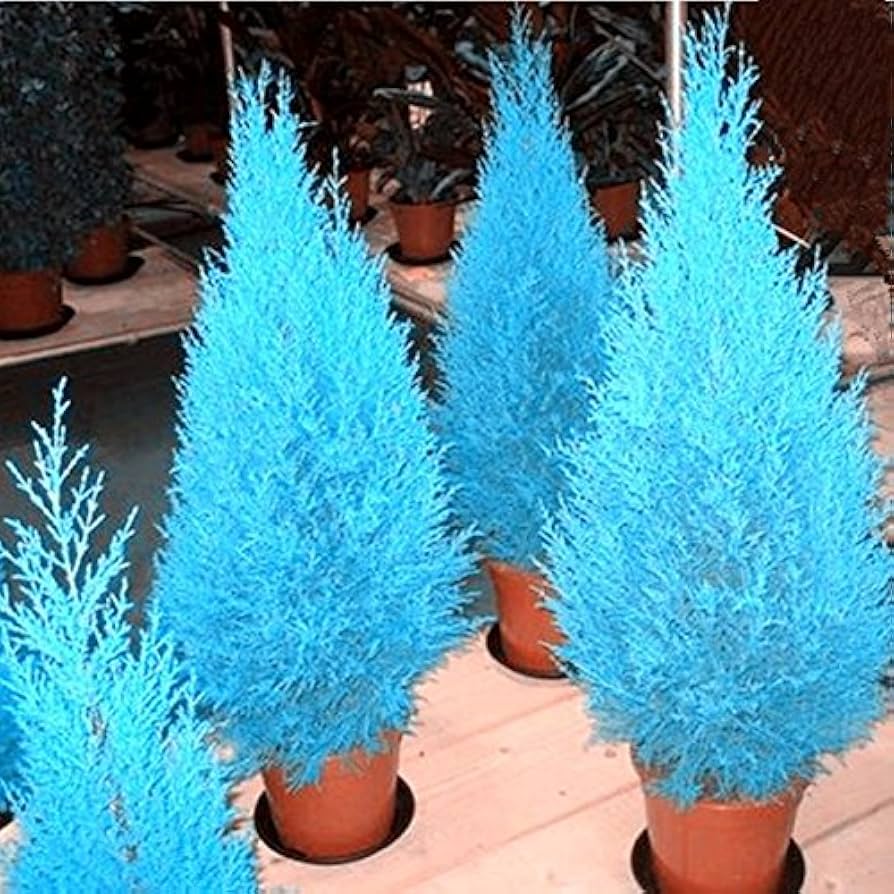Cypress Platycladus Plant Seeds for Planting Sea Blue - Enhance Your Garden with Stunning Sea Blue Cypress Trees Seed