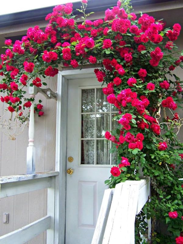 Dark Pink Rose Flower Seeds Compact Growth Heirloom & GMO Free Seeds for Home Garden
 
 Sale