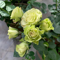 Green Rose Flower seeds for Planting Colorful Display Heirloom & GMO Free Seeds for Home Garden
