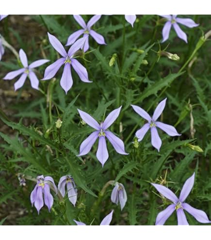 Violet Isotoma Axillaris Flower seeds for Planting - Drought Tolerant, Heirloom & GMO Free Seeds for Home Garden