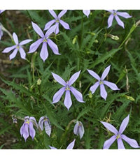 Violet Isotoma Axillaris Flower seeds for Planting - Drought Tolerant, Heirloom & GMO Free Seeds for Home Garden