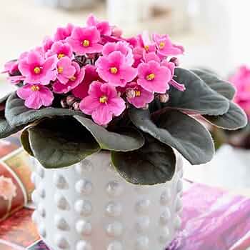Pink White African Violet or Saintpaulia ionantha. Flower seeds for Planting - Cottage Garden Essential, Heirloom & GMO Free Seeds for Home Garden