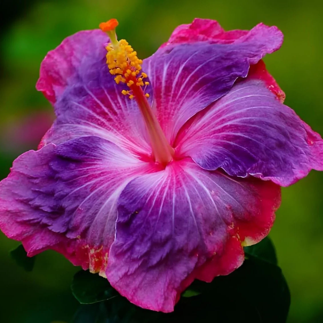 Purple & Pink Hibiscus Flower seeds for Planting Cut Flower Favorite Heirloom & GMO Free Seeds for Home Garden
 
 Sale
