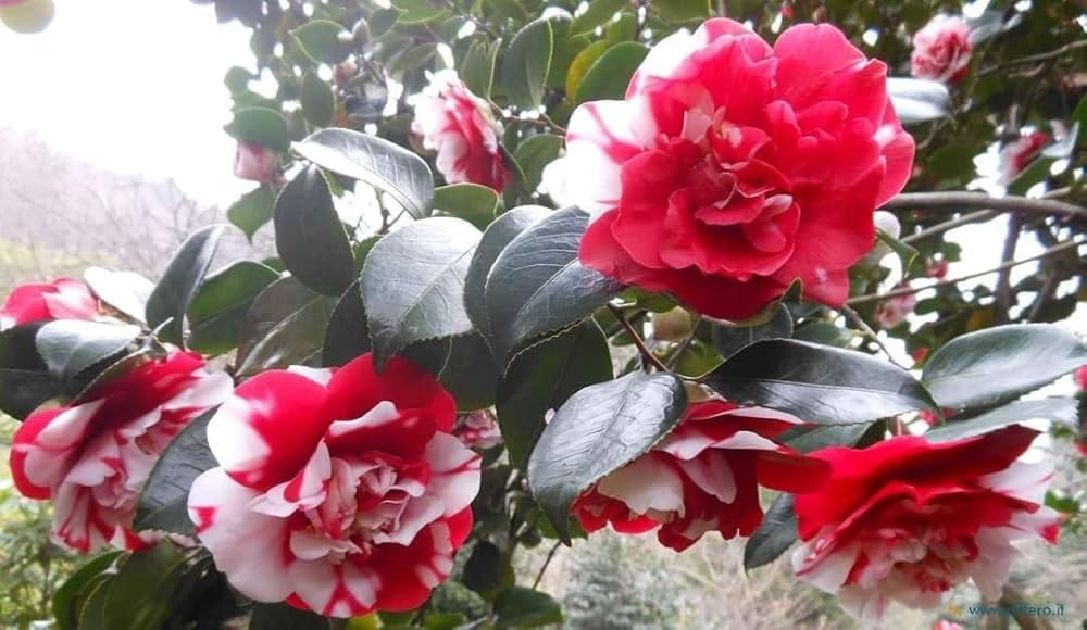 White Light Red Camellia Flower seeds for Planting - Seasonal Bloomer, Heirloom & GMO Free Seeds for Home Garden