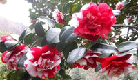 White Light Red Camellia Flower seeds for Planting - Seasonal Bloomer, Heirloom & GMO Free Seeds for Home Garden