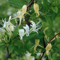 White Cape Honeysuckle Flower seeds for Planting - Vibrant Colors, Heirloom & GMO Free Seeds for Home Garden
 
 Sale for planting in home garden