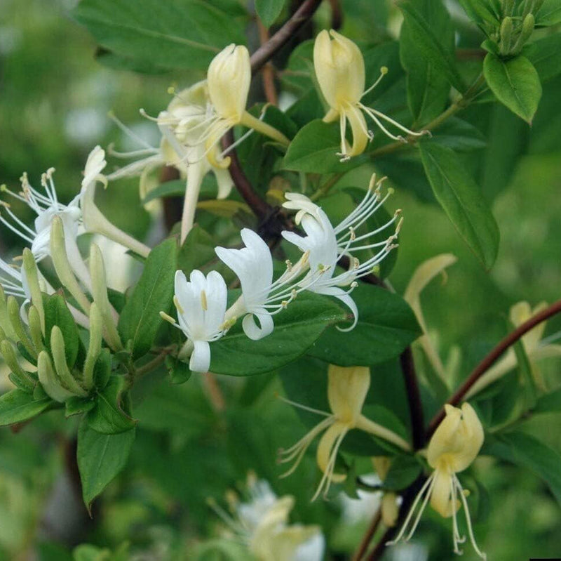 White Cape Honeysuckle Flower seeds for Planting - Vibrant Colors, Heirloom & GMO Free Seeds for Home Garden
 
 Sale for planting in home garden