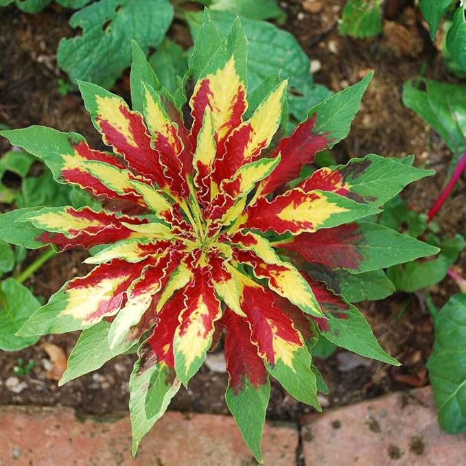 Amaranthus Tricolor Amaranthus spp Plant Seeds for Planting in Flower Bed