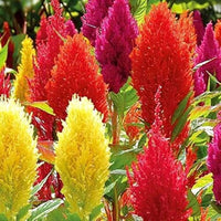 Plumed Flower seeds for Planting - Colorful Display, Heirloom & GMO Free Seeds for Home Garden
