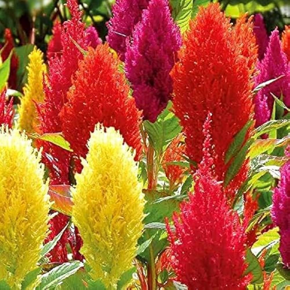 Mixed Celosia Argentea Flower seeds for Planting - Hardy Variety, Heirloom & GMO Free Seeds for Home Garden