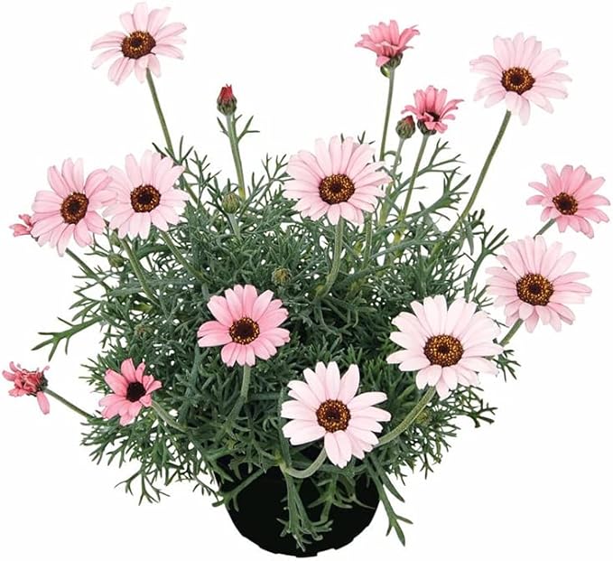 Pink Leucanthemum Flower seeds for Planting - Wildflower Mix, Heirloom & GMO Free Seeds for Home Garden