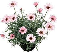 Pink Leucanthemum Flower seeds for Planting - Wildflower Mix, Heirloom & GMO Free Seeds for Home Garden
