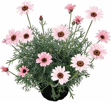 Pink Leucanthemum Flower seeds for Planting - Wildflower Mix, Heirloom & GMO Free Seeds for Home Garden