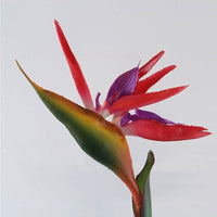 Red Strelitzia Reginae Flower seeds for Planting Hardy Variety Heirloom & GMO Free Seeds for Home Garden