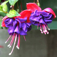 Purple Pink Fuchsia Flower Seeds for Planting Easy to Grow Heirloom & GMO Free Seeds for Home Garden
 
 Sale