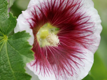 White Purple Hollyhock Flower seeds for Planting - Drought Tolerant, Heirloom & GMO Free Seeds for Home Garden