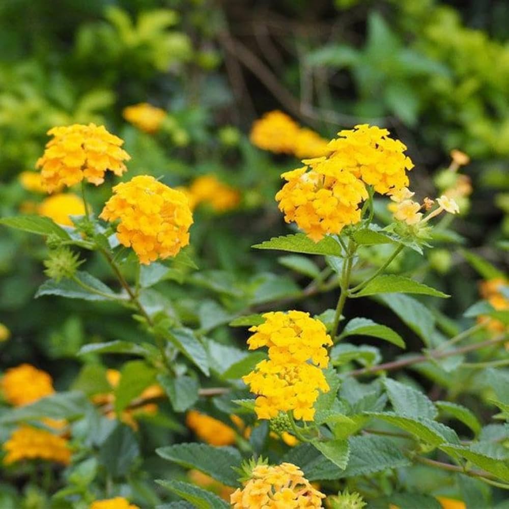 Yellow Verbena Didyma Flower seeds for Planting - Compact Growth, Heirloom & GMO Free Seeds for Home Garden