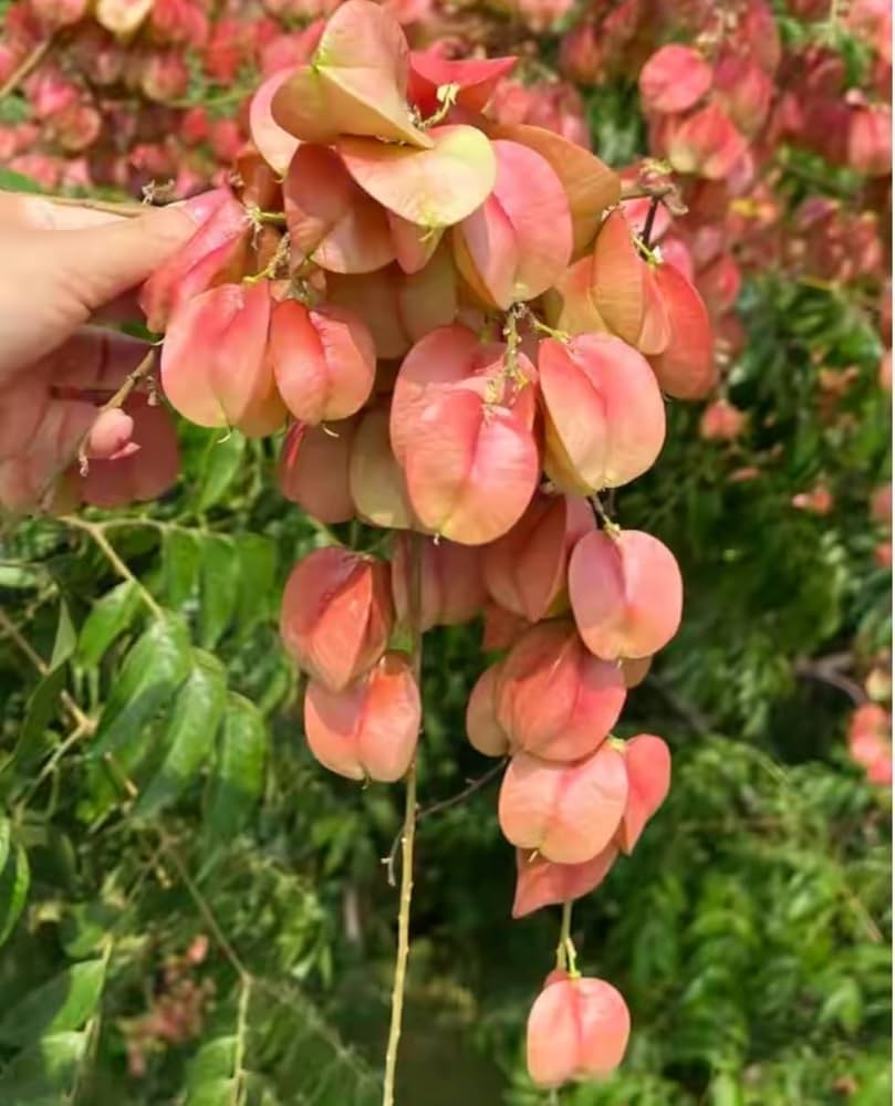 Red Koelreuteria Flower Seeds - Easy Planting for Vibrant Gardens
