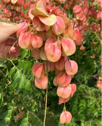 Red Koelreuteria Flower Seeds - Easy Planting for Vibrant Gardens