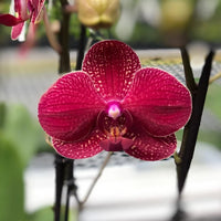Deep Red Phalaenopsis Orchid Flower Seeds Flower seeds for Planting Colorful Display Heirloom & GMO Free Seeds for Home Garden