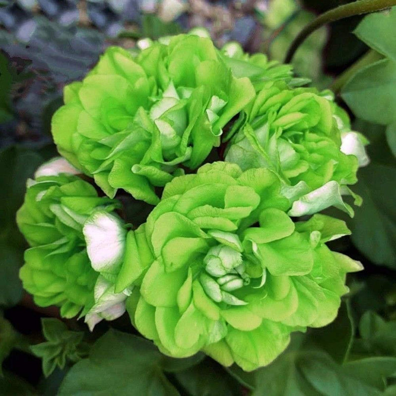 Green Geranium Flower seeds for Planting - Colorful Display, Heirloom & GMO Free Seeds for Home Garden