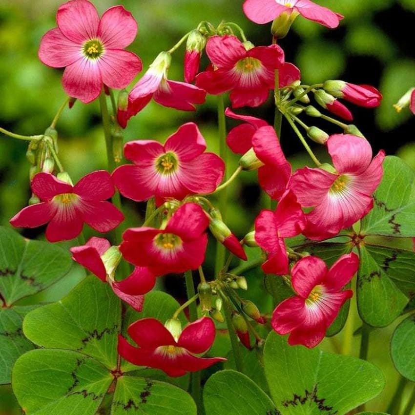 Oxalis Iron Cross Flower seeds for Planting Cottage Garden Essential Heirloom & GMO Free Seeds for Home Garden
 
 Sale