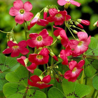 Oxalis Iron Cross Flower seeds for Planting Cottage Garden Essential Heirloom & GMO Free Seeds for Home Garden
 
 Sale