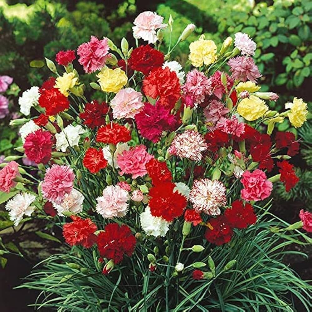 Carnation Flower Seed Flower seeds for Planting Colorful Display Heirloom & GMO Free Seeds for Home Garden