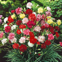 Carnation Flower Seed Flower seeds for Planting Colorful Display Heirloom & GMO Free Seeds for Home Garden