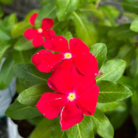 Heirloom Vinca Flower seeds for Planting Shade Tolerant Heirloom & GMO Free Seeds for Home Garden