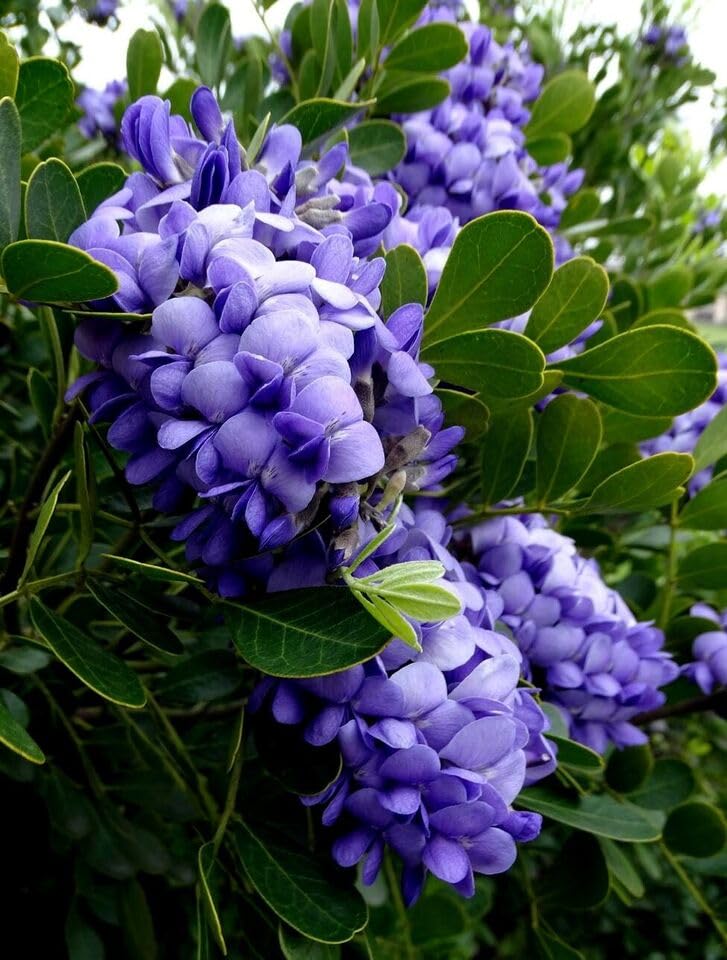 Heirloom Laurel Flower seeds for Planting Perfect for Borders Heirloom & GMO Free Seeds for Home Garden