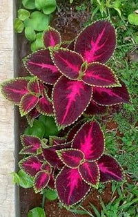 Pink Green Coleus Cottage Garden Essential Heirloom & GMO Free Seeds for Home Garden
 
 Sale