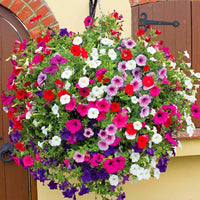 Heirloom Mixed Calibrachoa Flower seeds for Planting Garden Favorite Heirloom & GMO Free Seeds for Home Garden