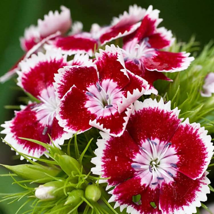 White Pink Dianthus Barbatus Flower seeds for Planting Seasonal Bloomer Heirloom & GMO Free Seeds for Home Garden 
 
 Sale