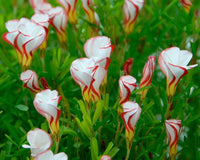 Oxalis Versicolor Flower seeds for Planting Low Maintenance Heirloom & GMO Free Seeds for Home Garden 
 
 Sale