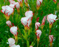 Orange Oxalis Versicolor Flower seeds for Planting - Premium Quality, Heirloom & GMO Free Seeds for Home Garden
 
 Sale seeds for planting in home garden