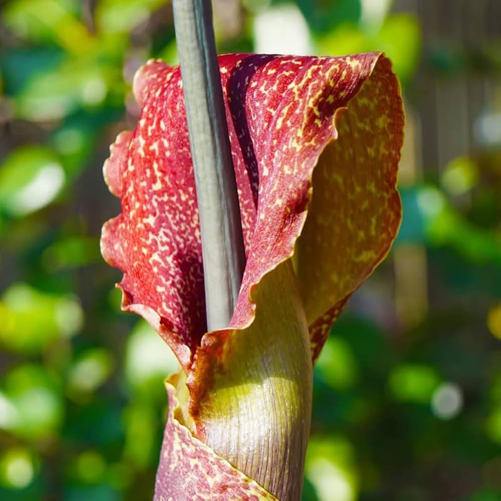 Sauromatum Flower seeds for Planting - Garden Favorite, Heirloom & GMO Free Seeds for Home Garden