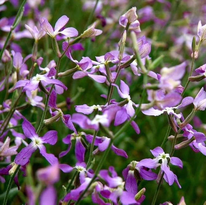 Night Scented Stock Seeds Flower seeds for Planting - Pollinator Friendly, Heirloom & GMO Free Seeds for Home Garden