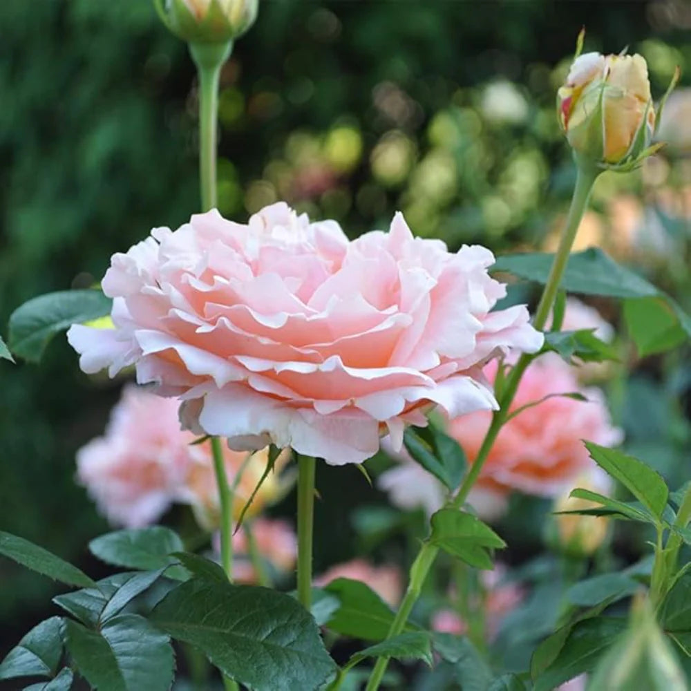 Cream Climbing Rose Flower seeds for Planting Colorful Display Heirloom & GMO Free Seeds for Home Garden