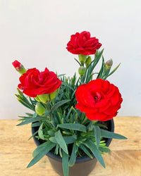 Carnation Red Flower seeds for Planting - Premium Quality, Heirloom & GMO Free Seeds for Home Garden