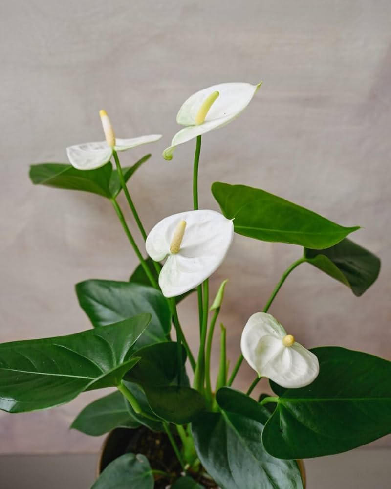 Anthurium Seeds for Hydroponics Planting