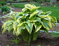 Heirloom Montana Hosta Seeds Flower seeds for Planting Wildflower Mix Heirloom & GMO Free Seeds for Home Garden
