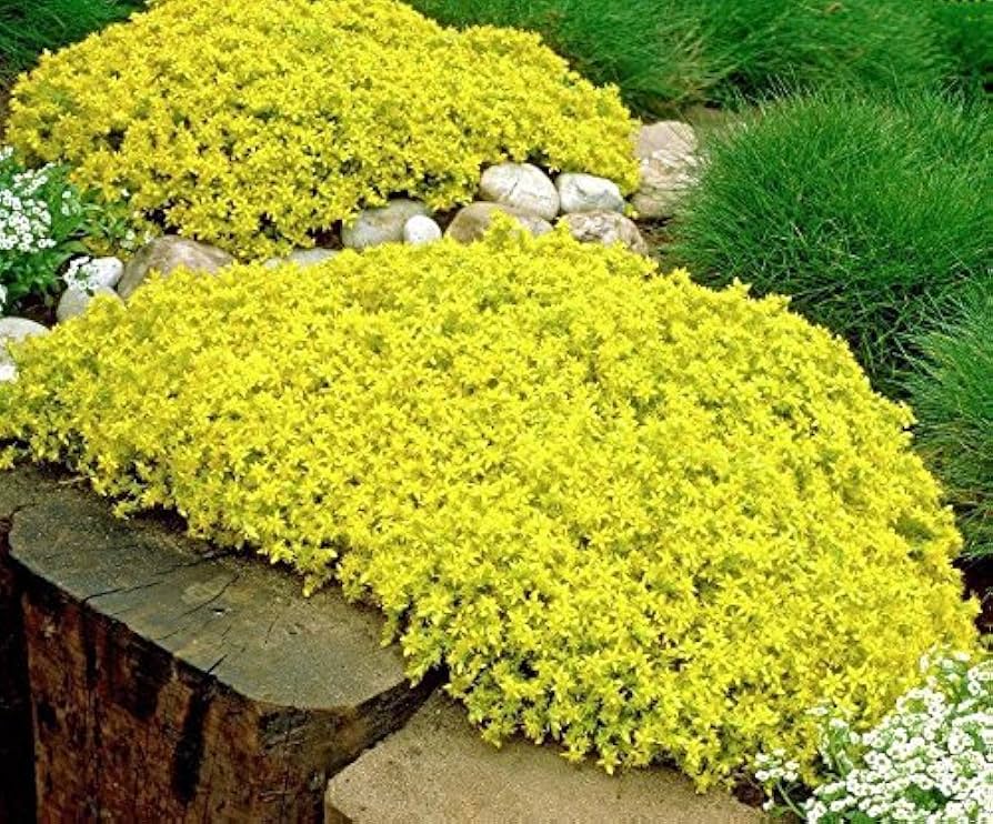 Green Cascade Flower seeds for Planting Perfect for Borders Heirloom & GMO Free Seeds for Home Garden