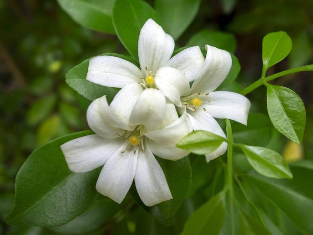 Murraya Paniculata Flower seeds for Planting Long Bloom Season Heirloom & GMO Free Seeds for Home Garden